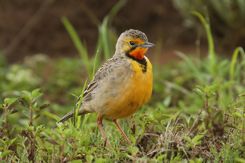 Cape Longclaw by Mick Dryden