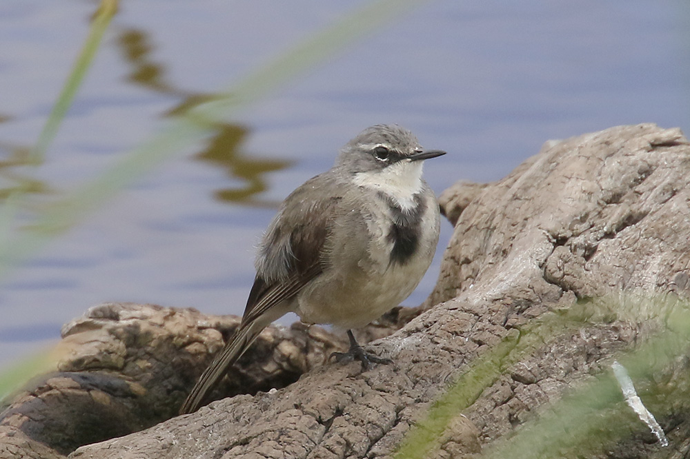 Cape Wagtail by Mick Dryden