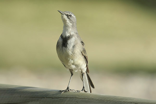 Cape Wagtail by Mick Dryden