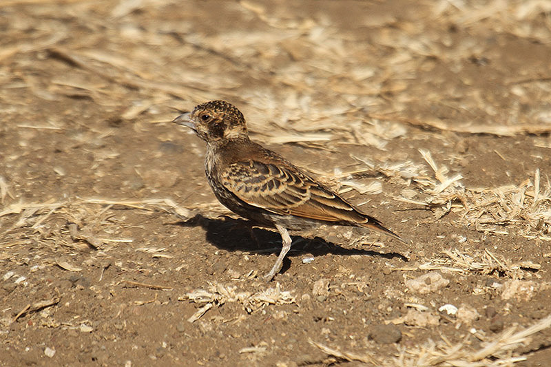 Chestnut-backed Sparrow-lark by Mick Dryden