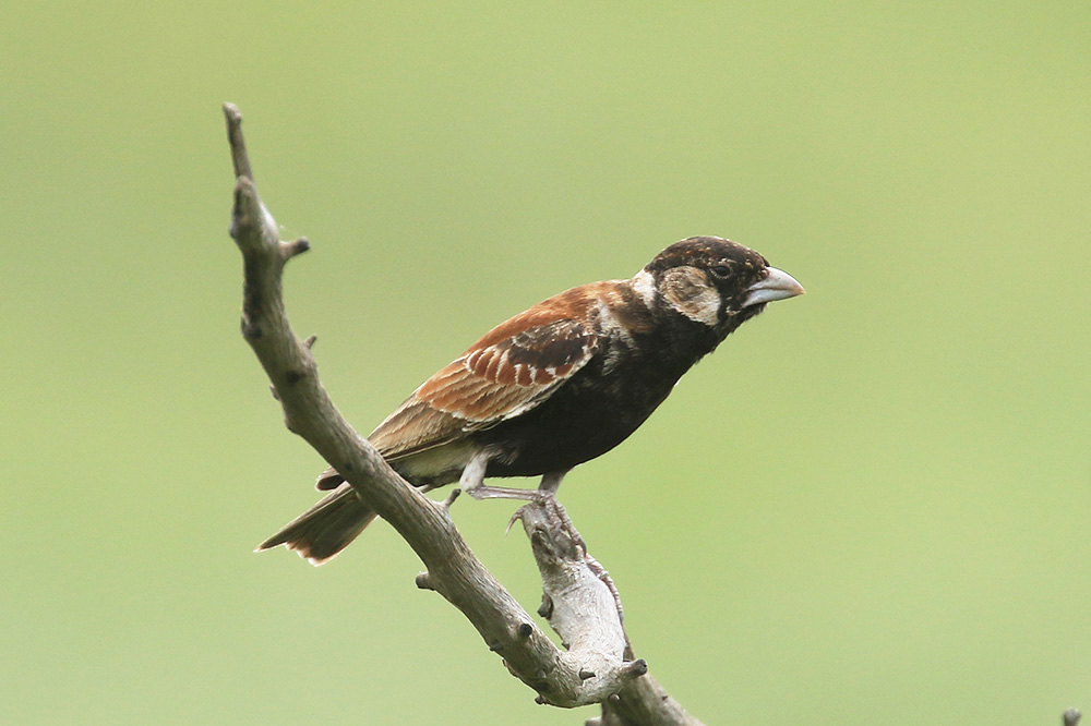 Chestnut backed Sparrow Lark by Mick Dryden