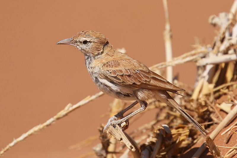 Dune Lark by Mick Dryden