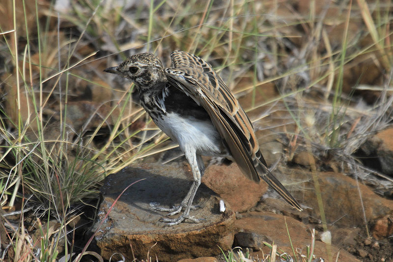 Dusky Lark by Mick Dryden