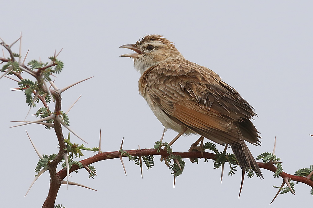 Fawn coloured Lark by Mick Dryden