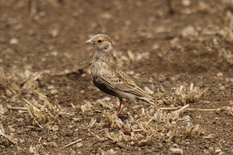 Grey-backed Sparrow-lark by Mick Dryden