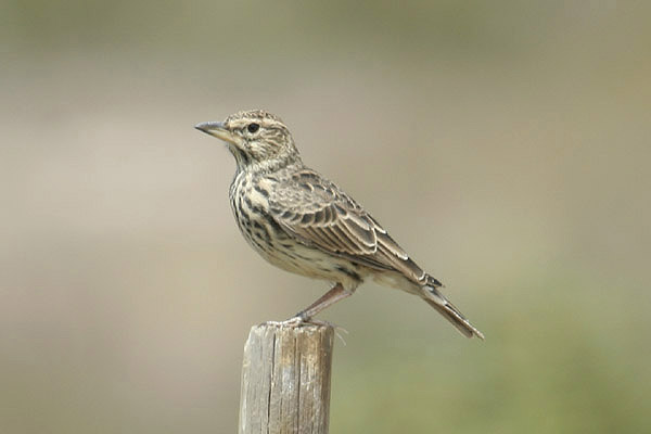Large-billed Lark by Mick Dryden