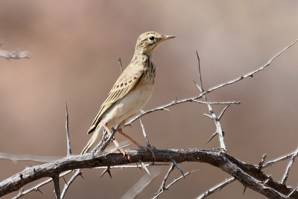 Long-billed Pipit by Mick Dryden