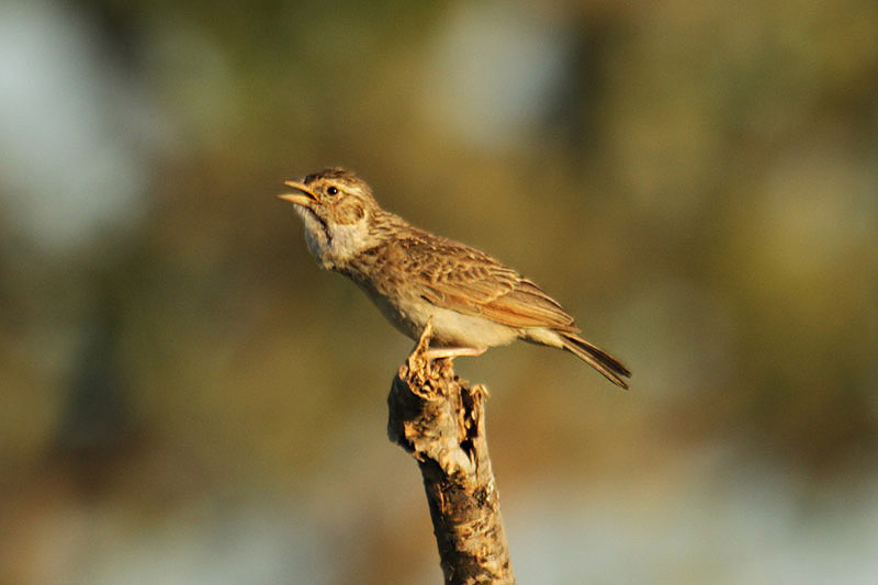 Monotonous Lark by Mick Dryden