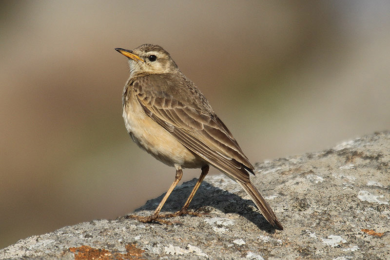 Plain-backed Pipit by Mick Dryden