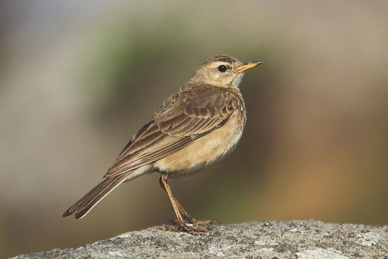 Plain-backed Pipit by Mick Dryden