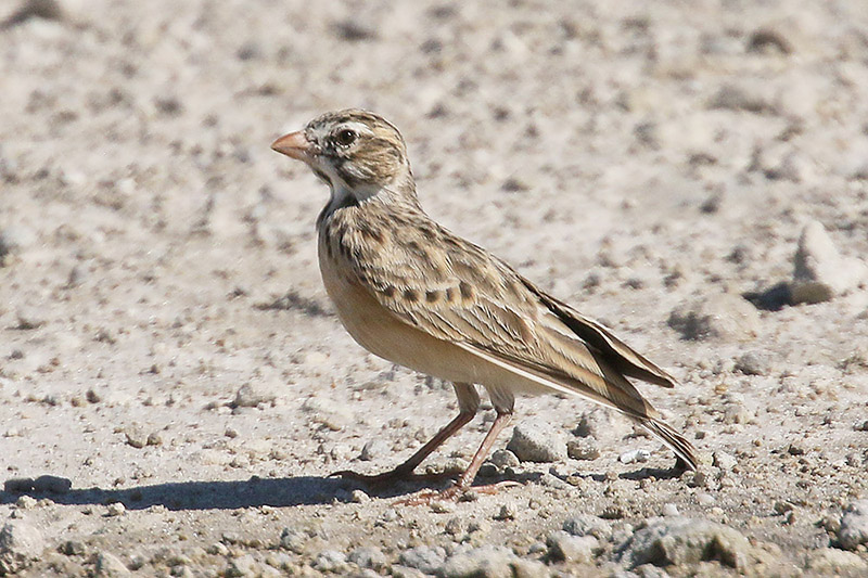 Pink billed Lark by Mick Dryden