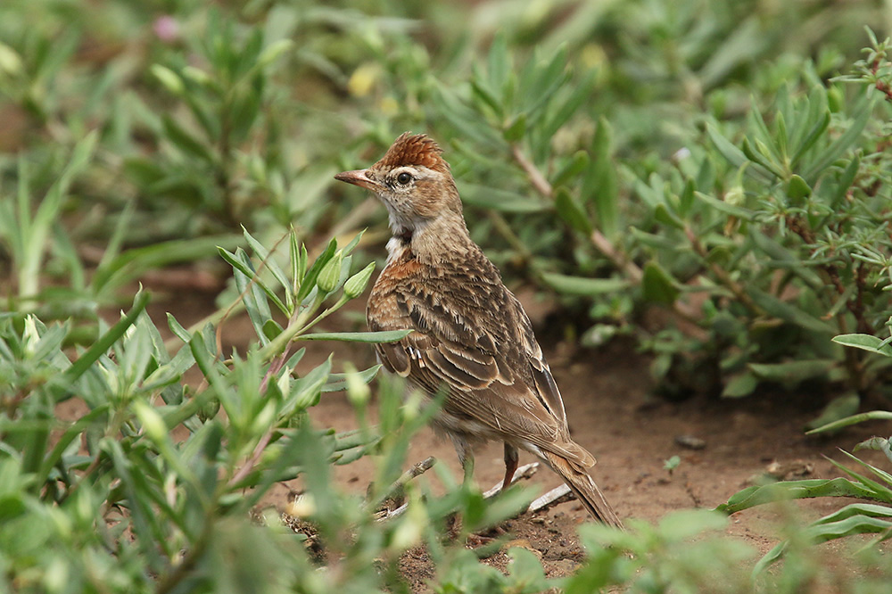 Red capped Lark by Mick Dryden