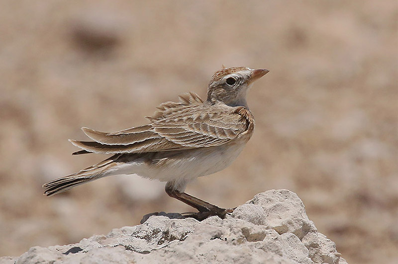 Red capped Lark by Mick Dryden