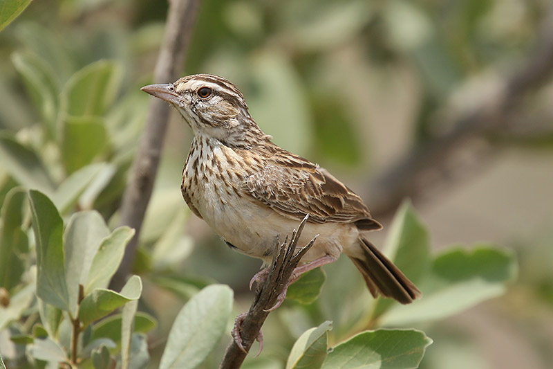 Sabota Lark by Mick Dryden