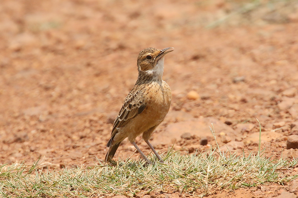 Spike heeled Lark by Mick Dryden