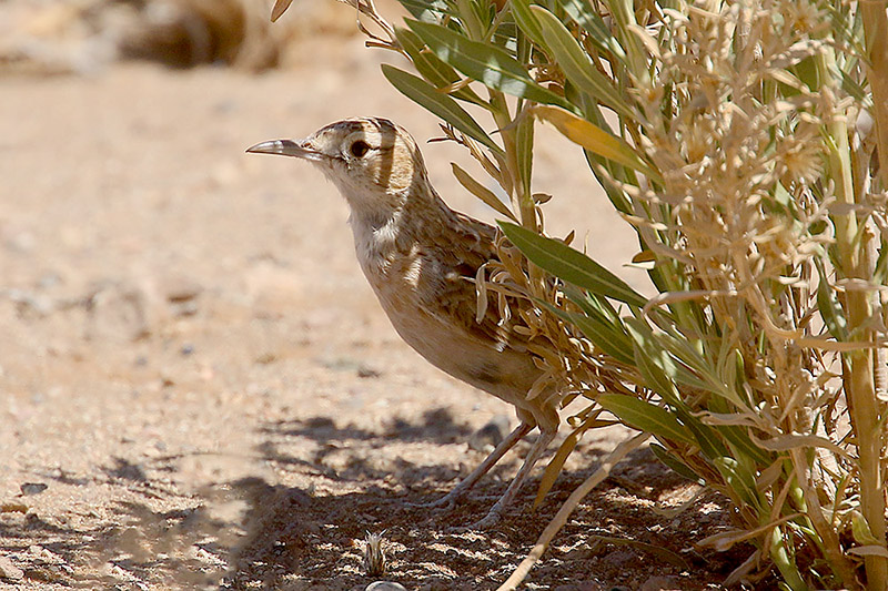 Spike heeled Lark by Mick Dryden