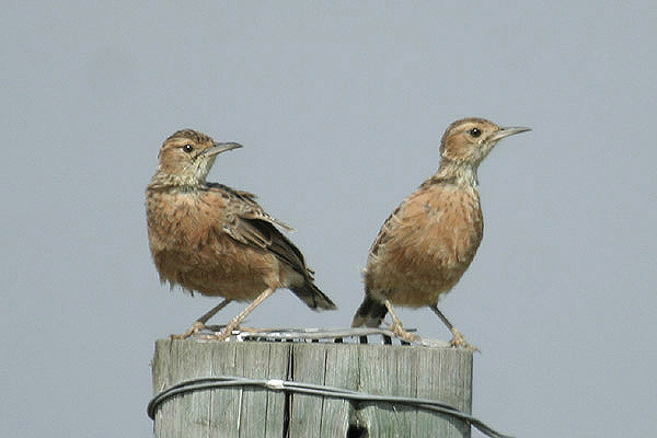 Spike-heeled Lark by Mick Dryden