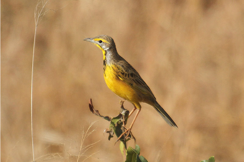 Yellow-throated Longclaw by Mick Dryden