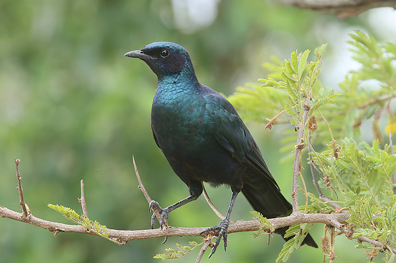 Burchells Starling by Mick Dryden