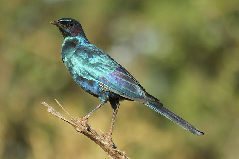 Burchell's Starling by Mick Dryden