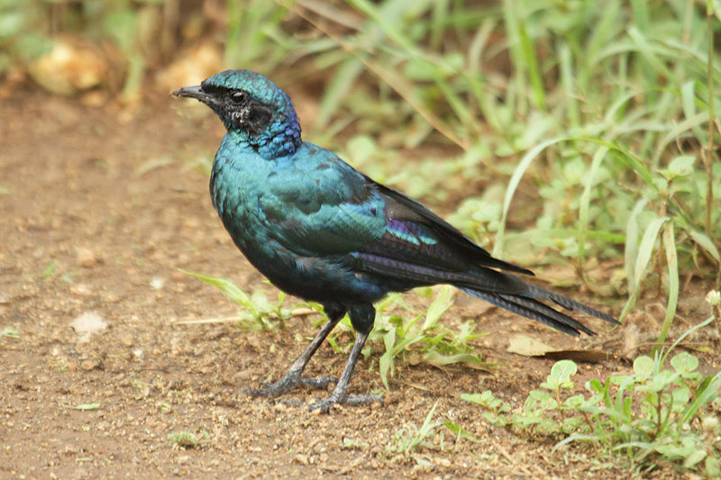 Burchell's Starling by Mick Dryden