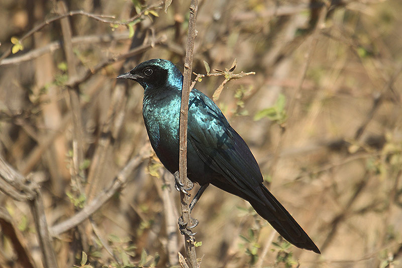 Burchell's Starling by Mick Dryden