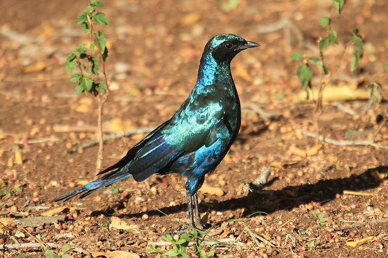 Burchell's Starling by Mick Dryden