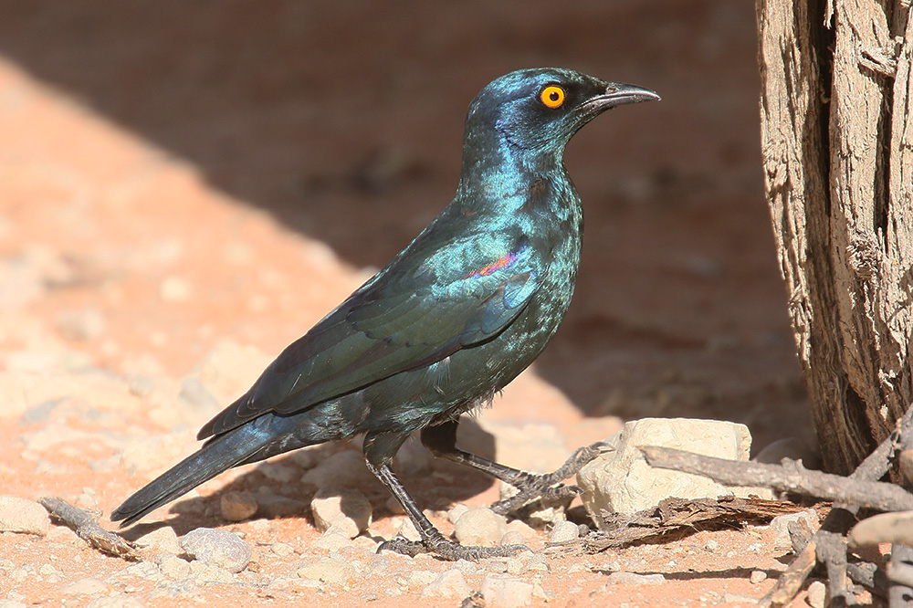 Cape Glossy Starling by Mick Dryden