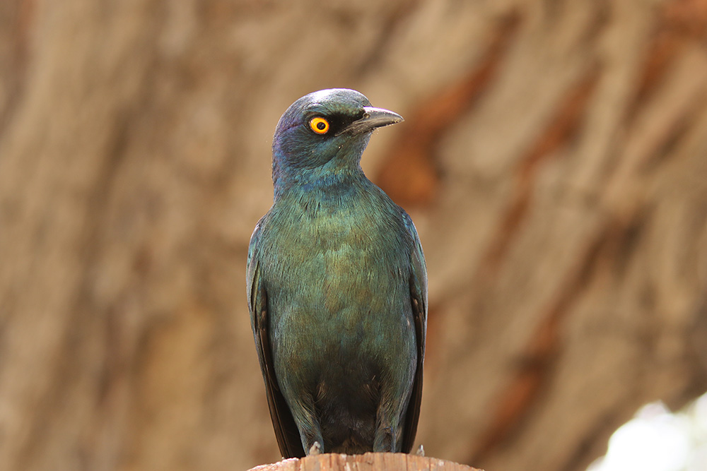 Cape Glossy Starling by Mick Dryden