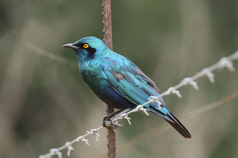 Greater Blue eared Starling by Mick Dryden