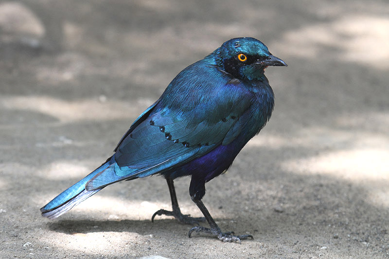 Greater Blue-eared Starling by Mick Dryden