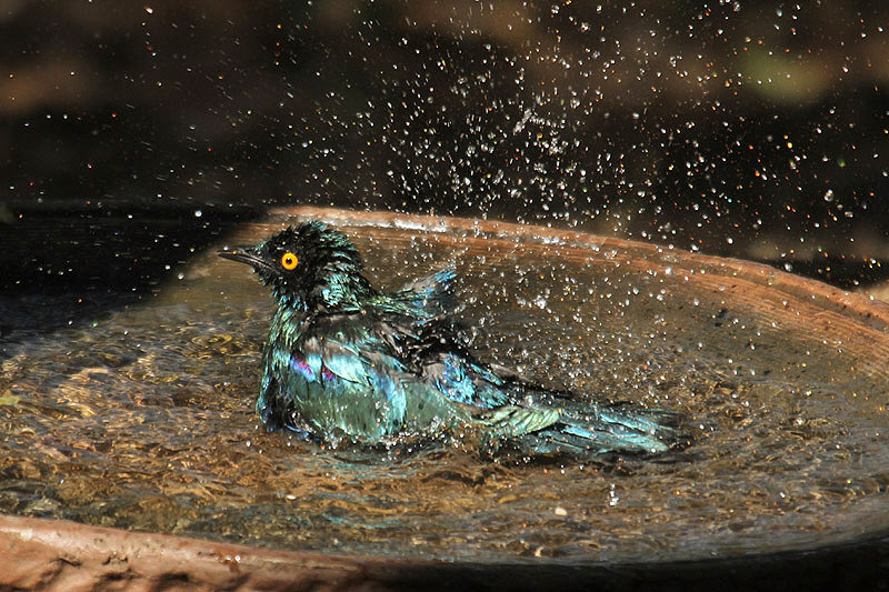 Greater Blue-eared Starling by Mick Dryden