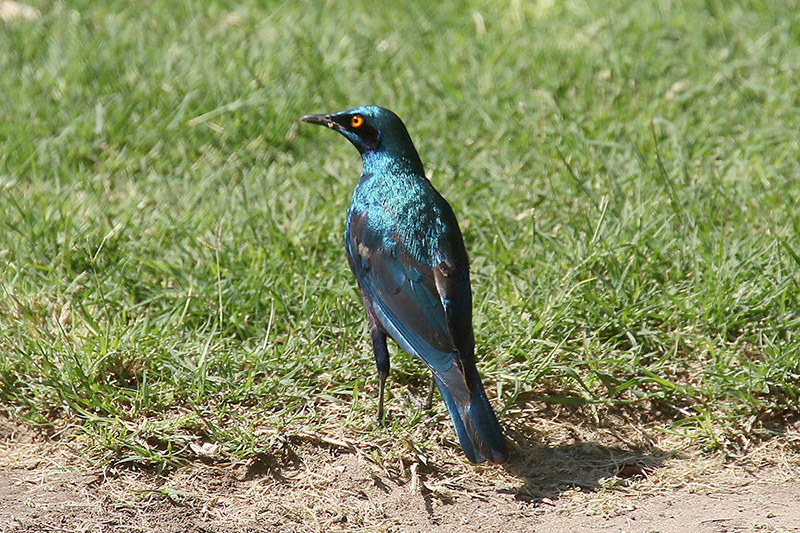 Glossy Starling by Mick Dryden