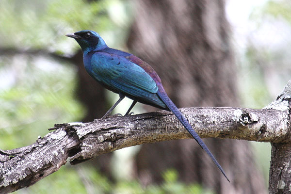 Meves's Starling by Mick Dryden