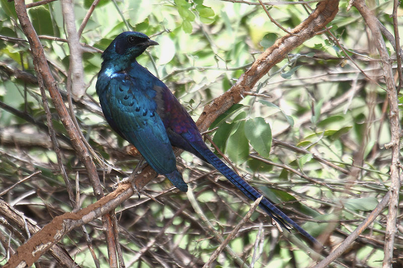 Meves's Starling by Mick Dryden