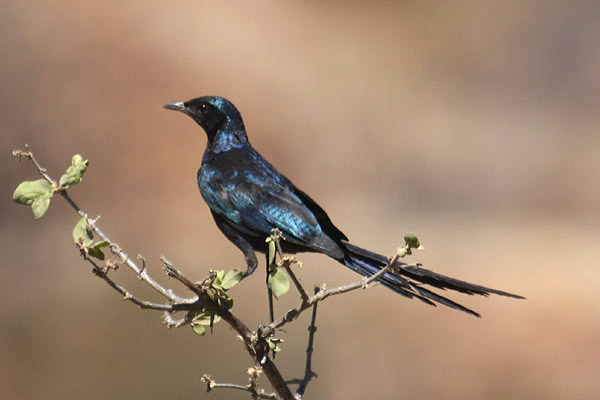 Meves's Starling by Mick Dryden