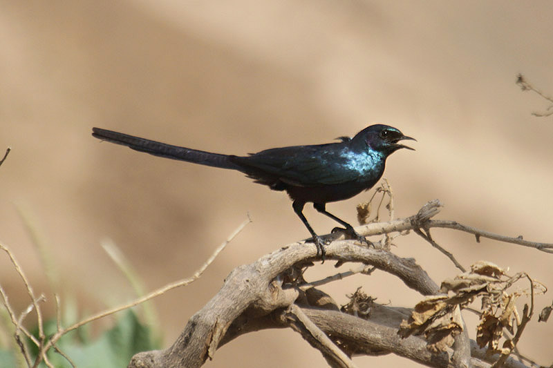 Meve's Starling by Mick Dryden