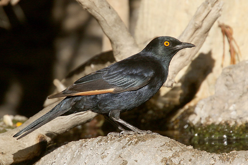 Pale winged Starling by Mick Dryden