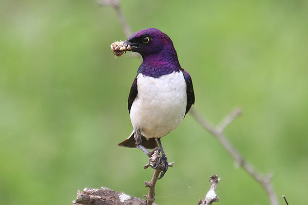 Violet backed Starling by Mick Dryden