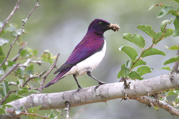 Violet backed Starling by Mick Dryden