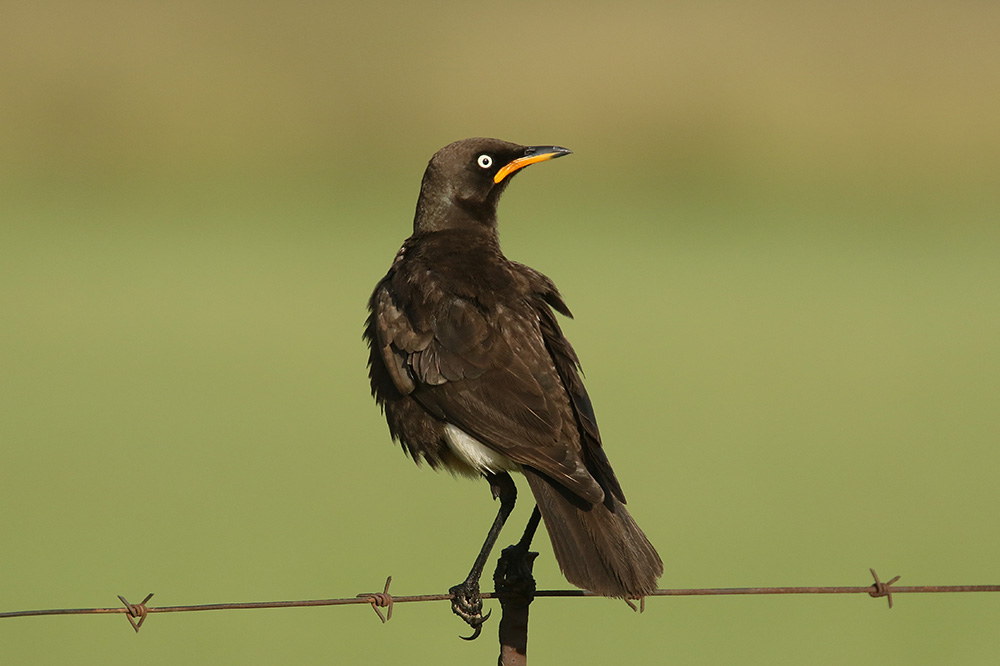 Pied Starling by Mick Dryden