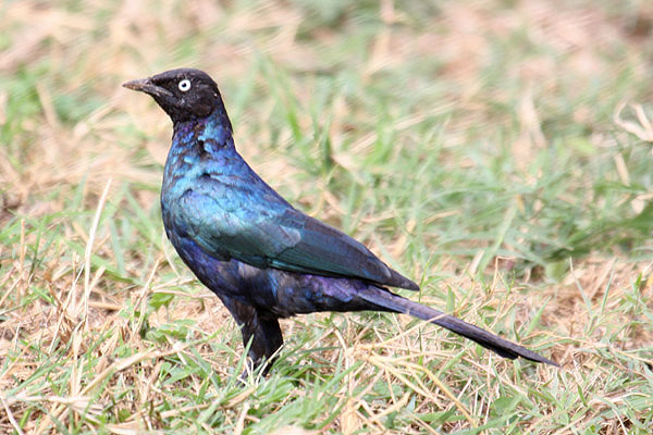 Ruppell's Starling by Mick Dryden