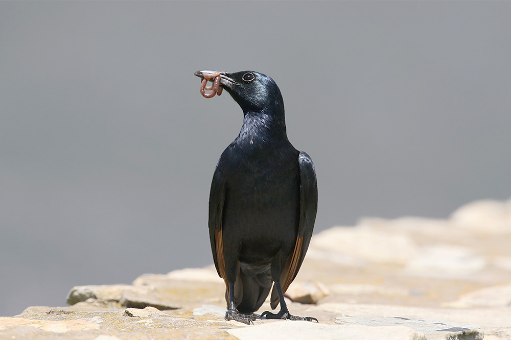 Red winged Starling by Mick Dryden