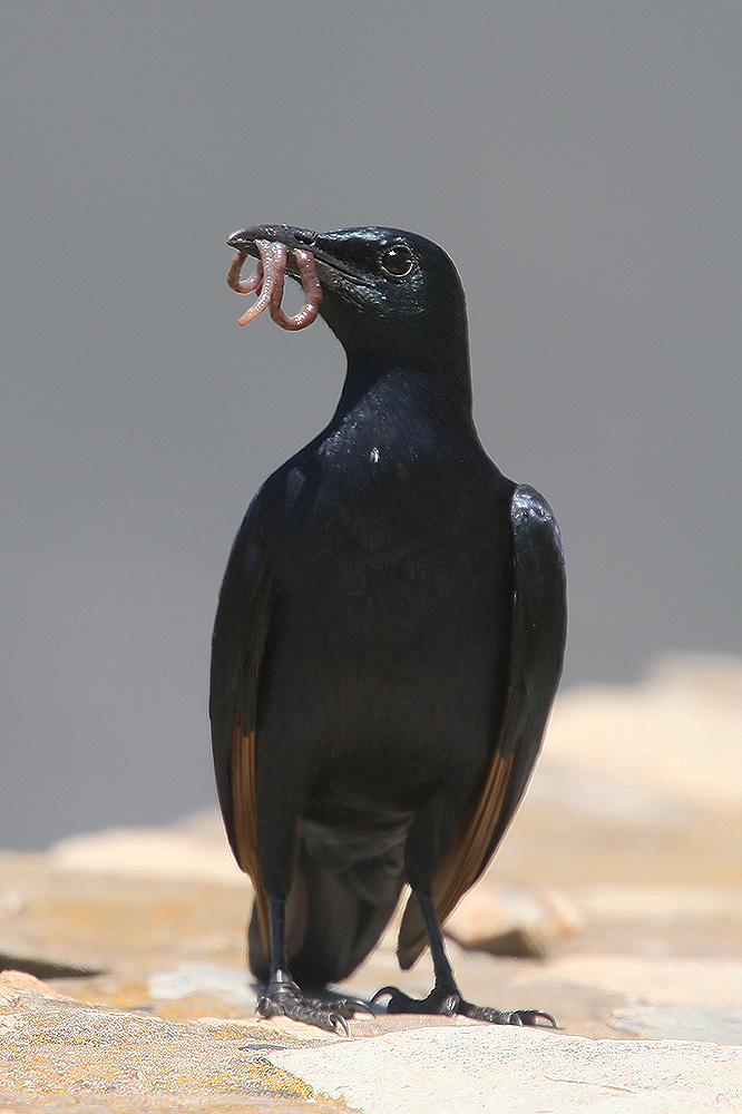 Red winged Starling by Mick Dryden