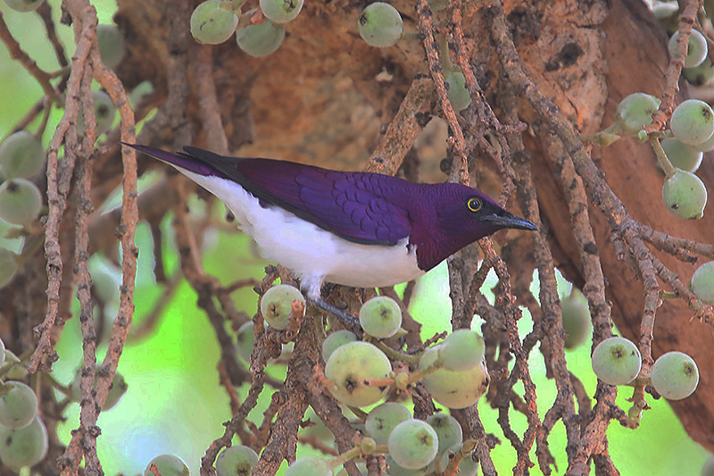 Violet backed Starling by Mick Dryden