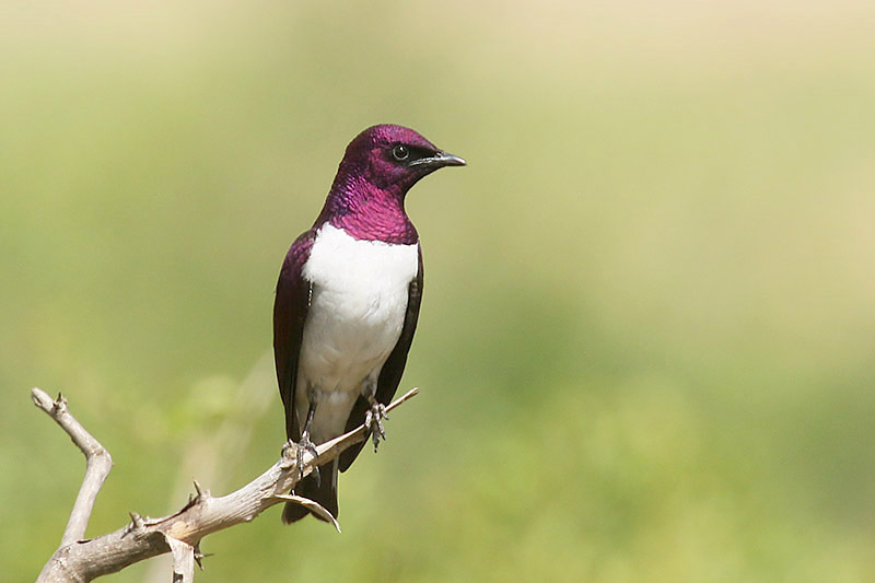 Violet backed Starling by Mick Dryden