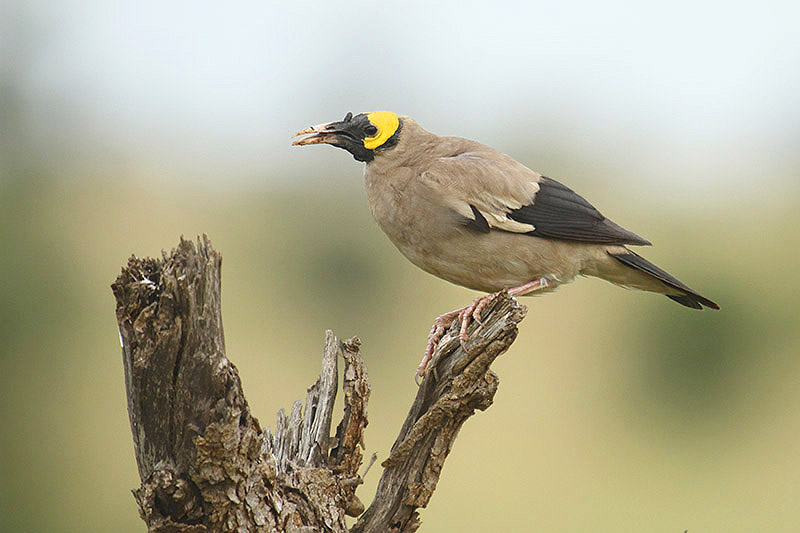 Wattled Starling by Mick Dryden