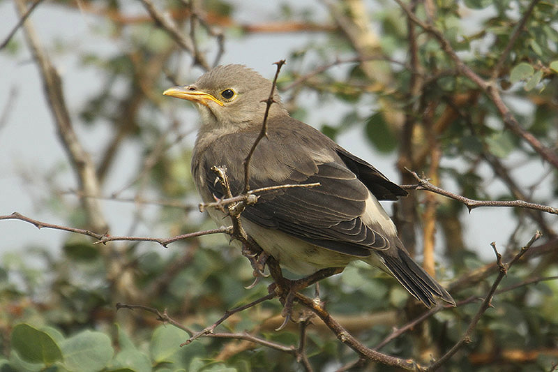 Wattled Starling by Mick Dryden