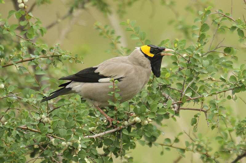 Wattled Starling by Mick Dryden