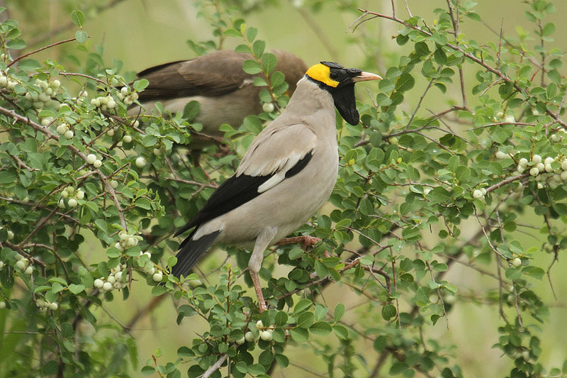 Wattled Starling by Mick Dryden